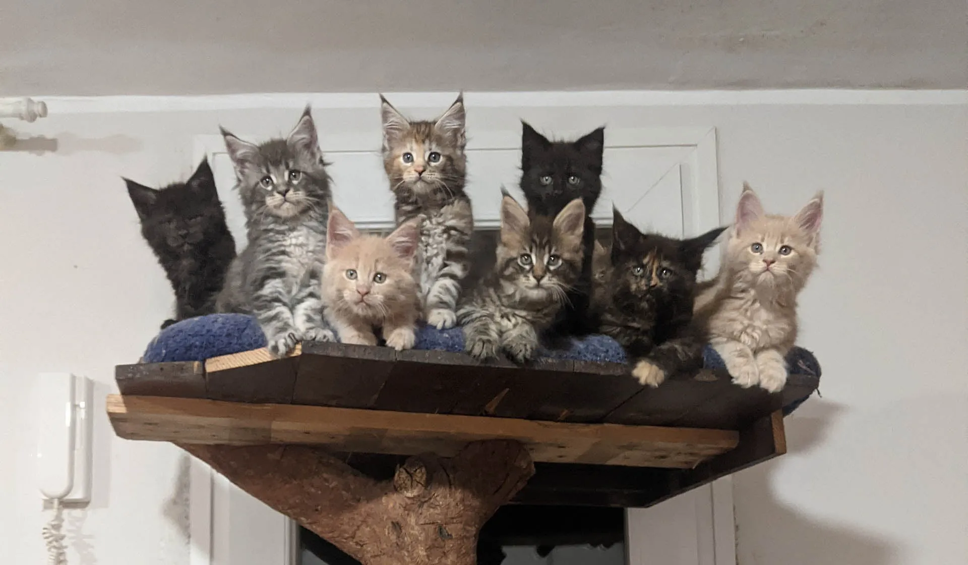 MaineCoon-Kittens-6